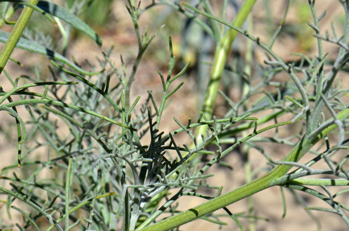 Fleshcolor Pincushion has green leaves that are somewhat succulent and the lower or basal leaves wither at flowering. The upper leaves as shown here are 0 to 1 times pinnately lobed and the lobes are in 1 to 3 (5) pairs arranged spirally on the flowering stem. Chaenactis xantiana